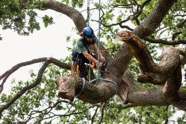 Tree and Shrub Care