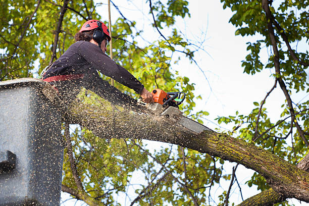 Redwood Falls, MN Tree Care Company