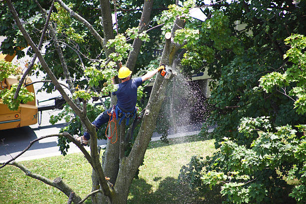 How Our Tree Care Process Works  in  Redwood Falls, MN